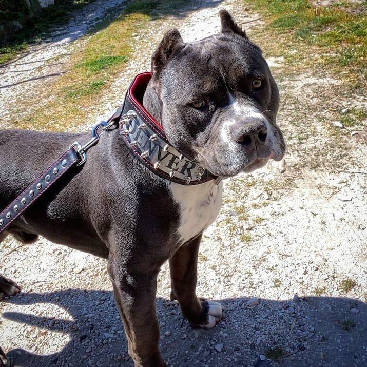 The "Kennel" collar- personalized!-3