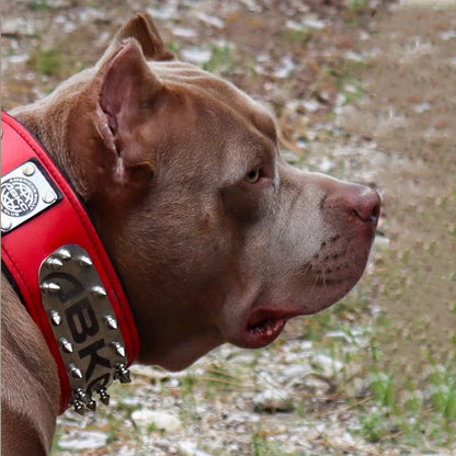 The ABKC Collar-1