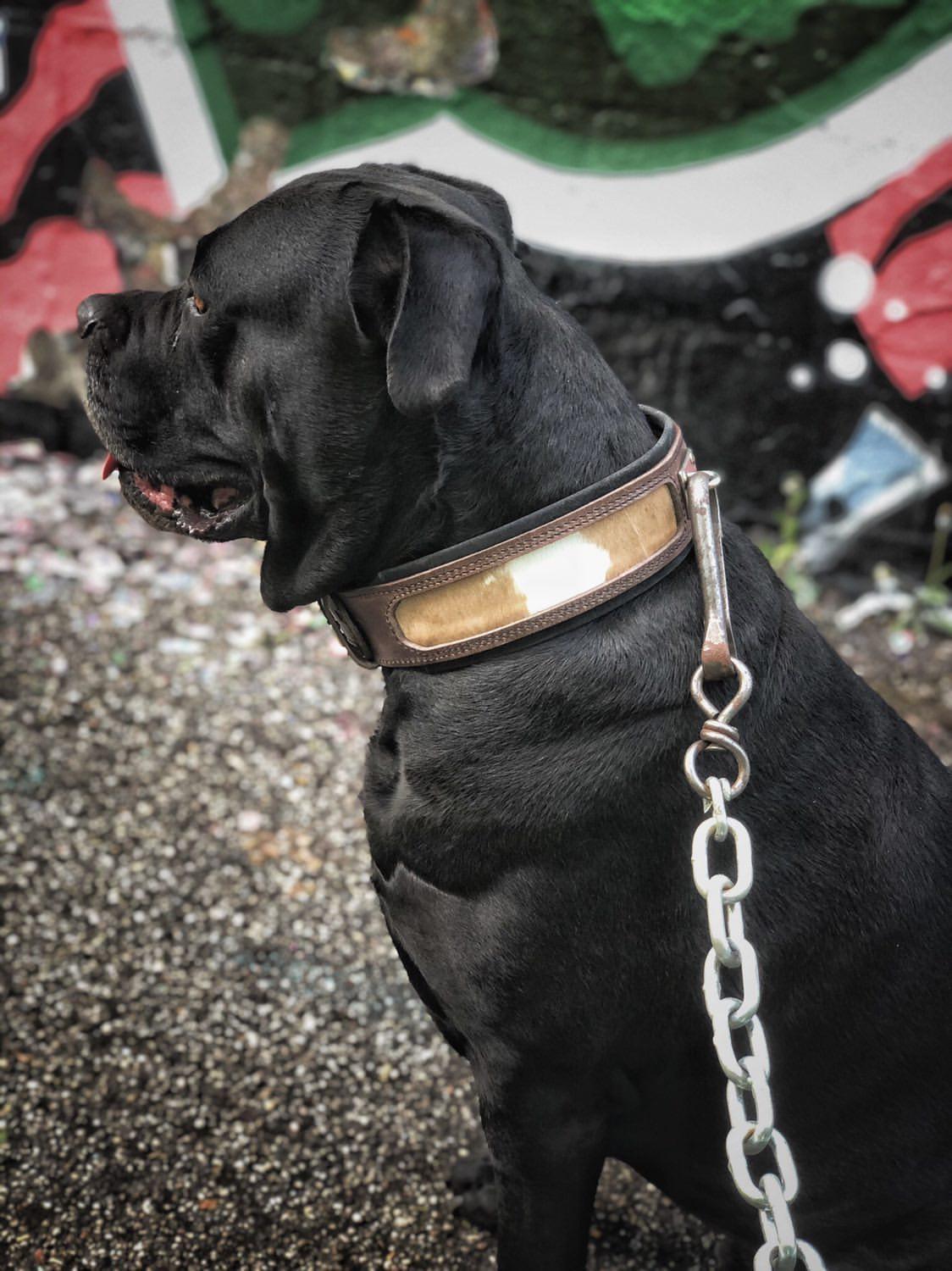 "Buffalo" collar-2