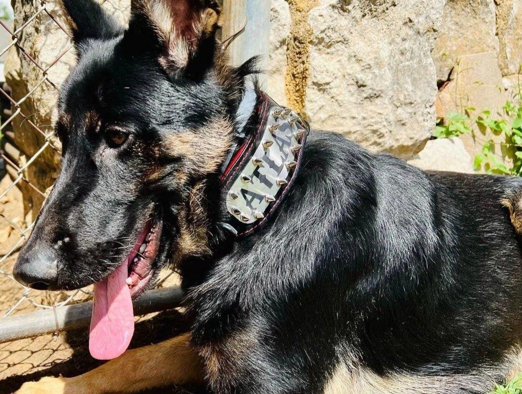 The "Kennel" collar- personalized!-4