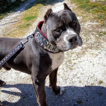 The "Kennel" collar- personalized!-3